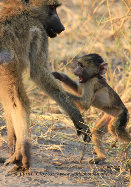 Baboon Discipline